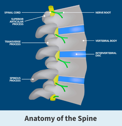 Discitis, the anatomy of the spine graphic, Discitis symptoms, discitis treatment