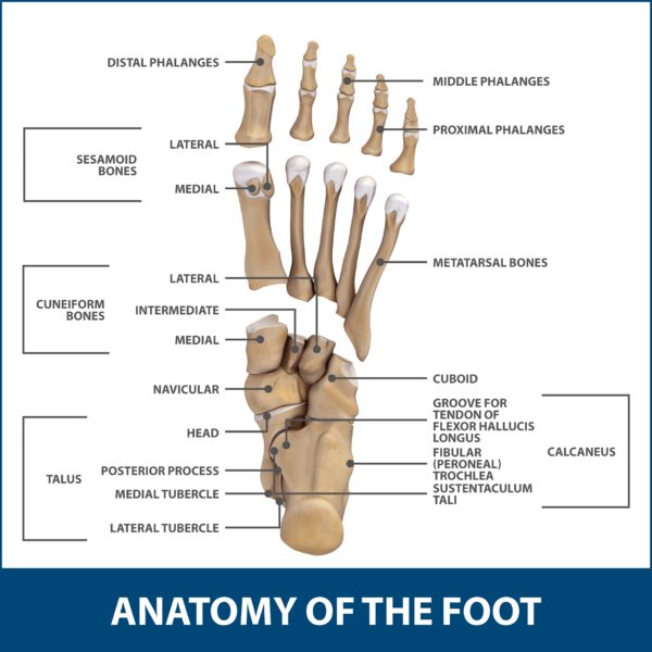 Mallet, Hammer, & Claw Toes | Florida Orthopaedic Institute