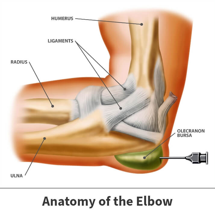 Elbow Bursitis anatomy of the elbow