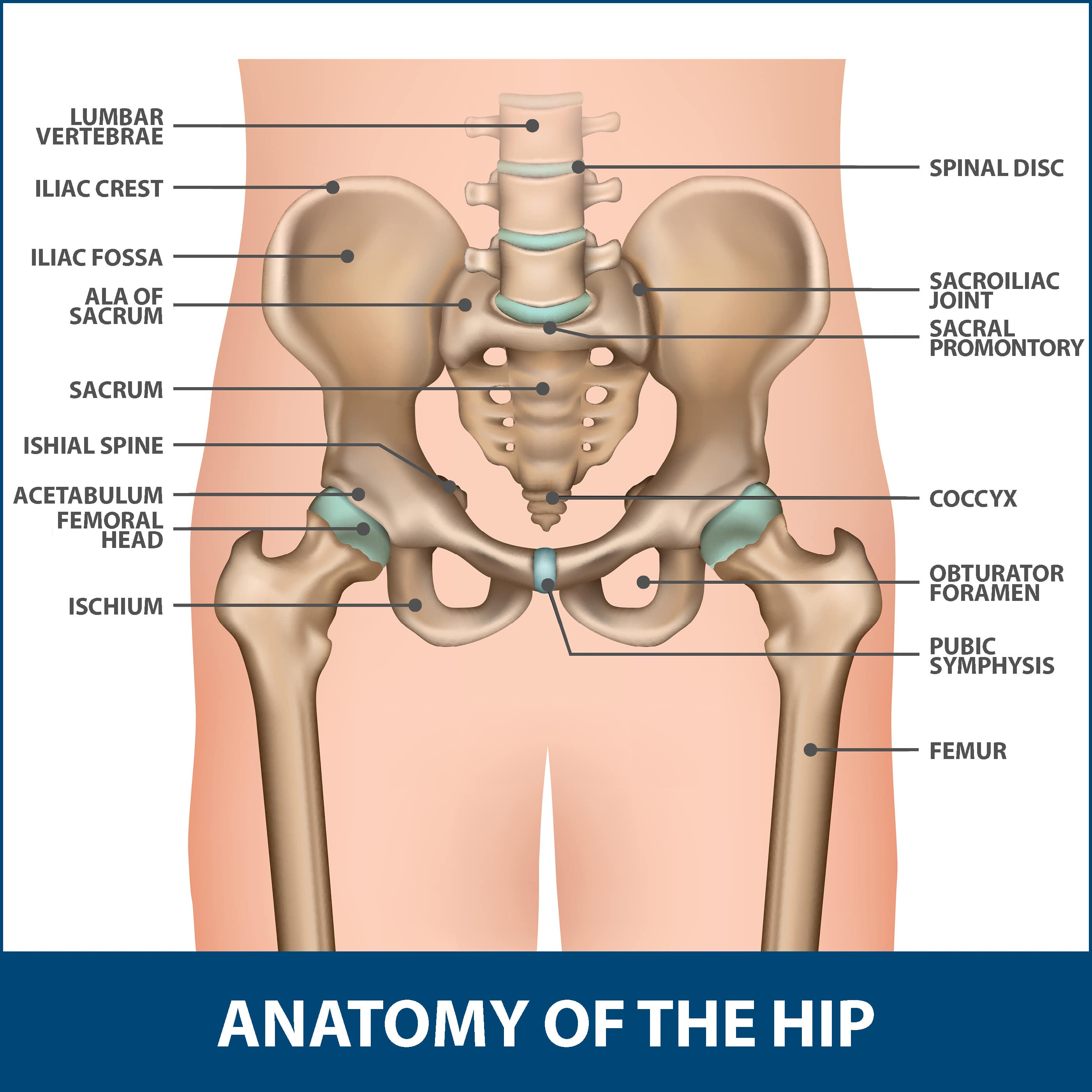 Hip Fractures Anatomy of the Hip