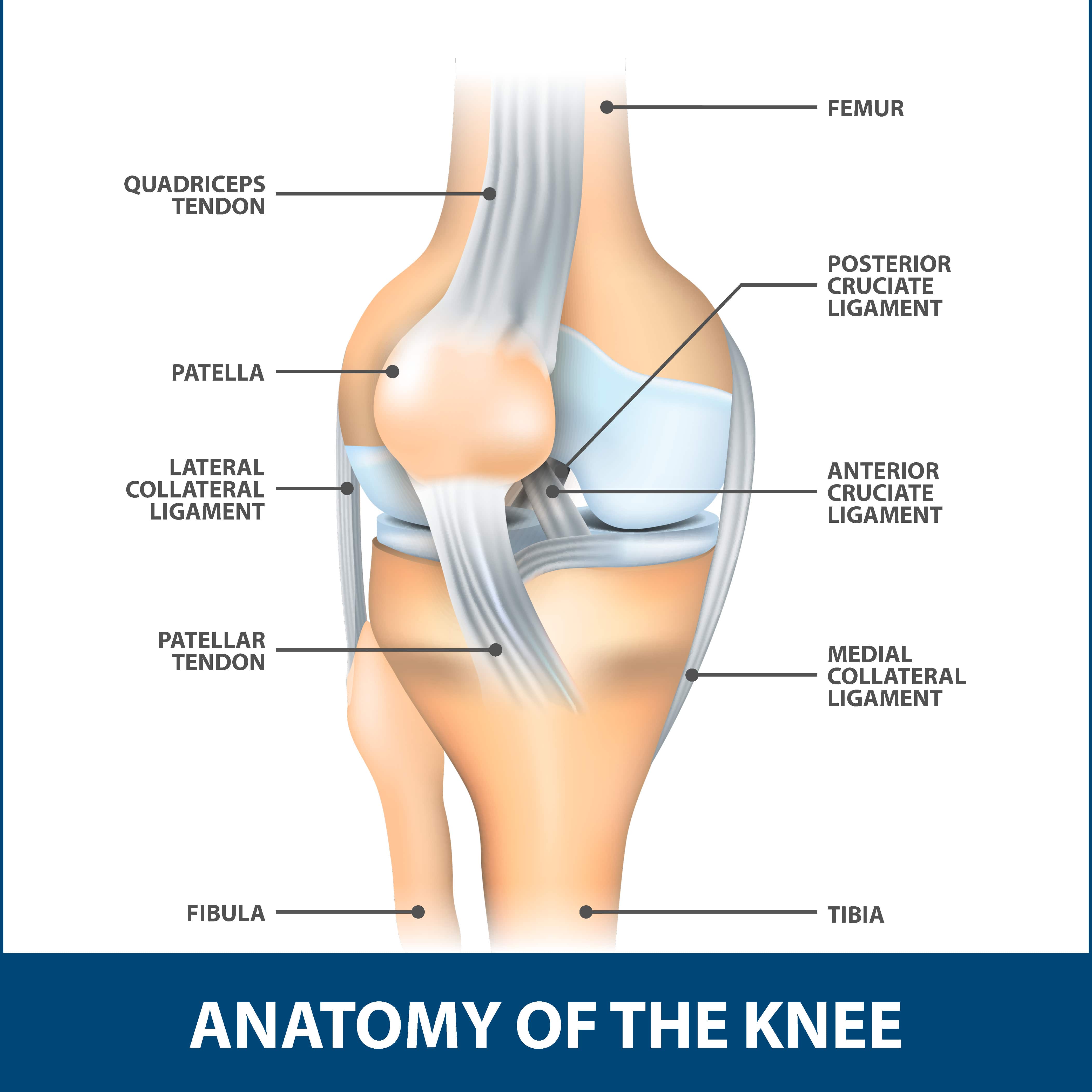 Knee Ligament LCL Anatomy