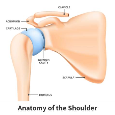 Shoulder Glenoid Fracture