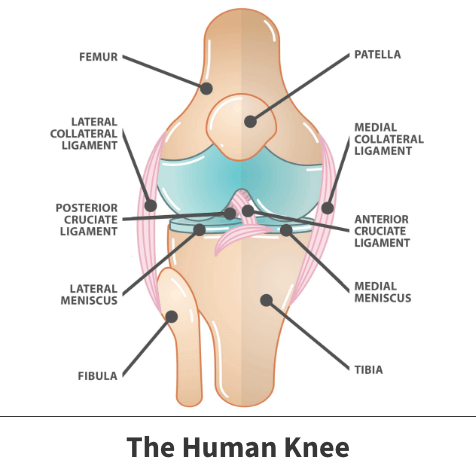 Meniscus Tear Graphic