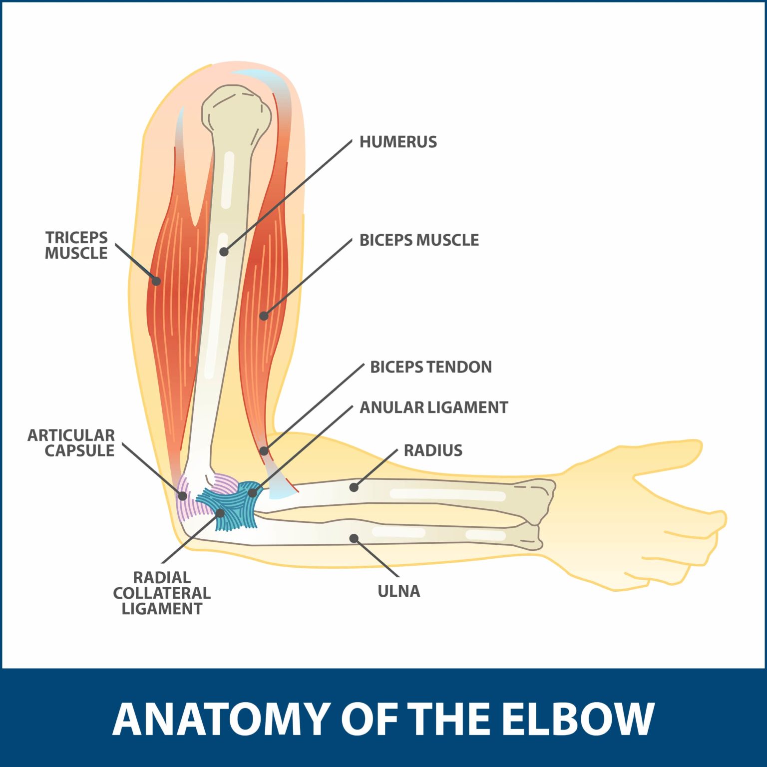 hyperextension elbow muscles ligament floridaortho tissues