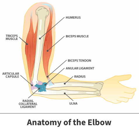 elbow joint