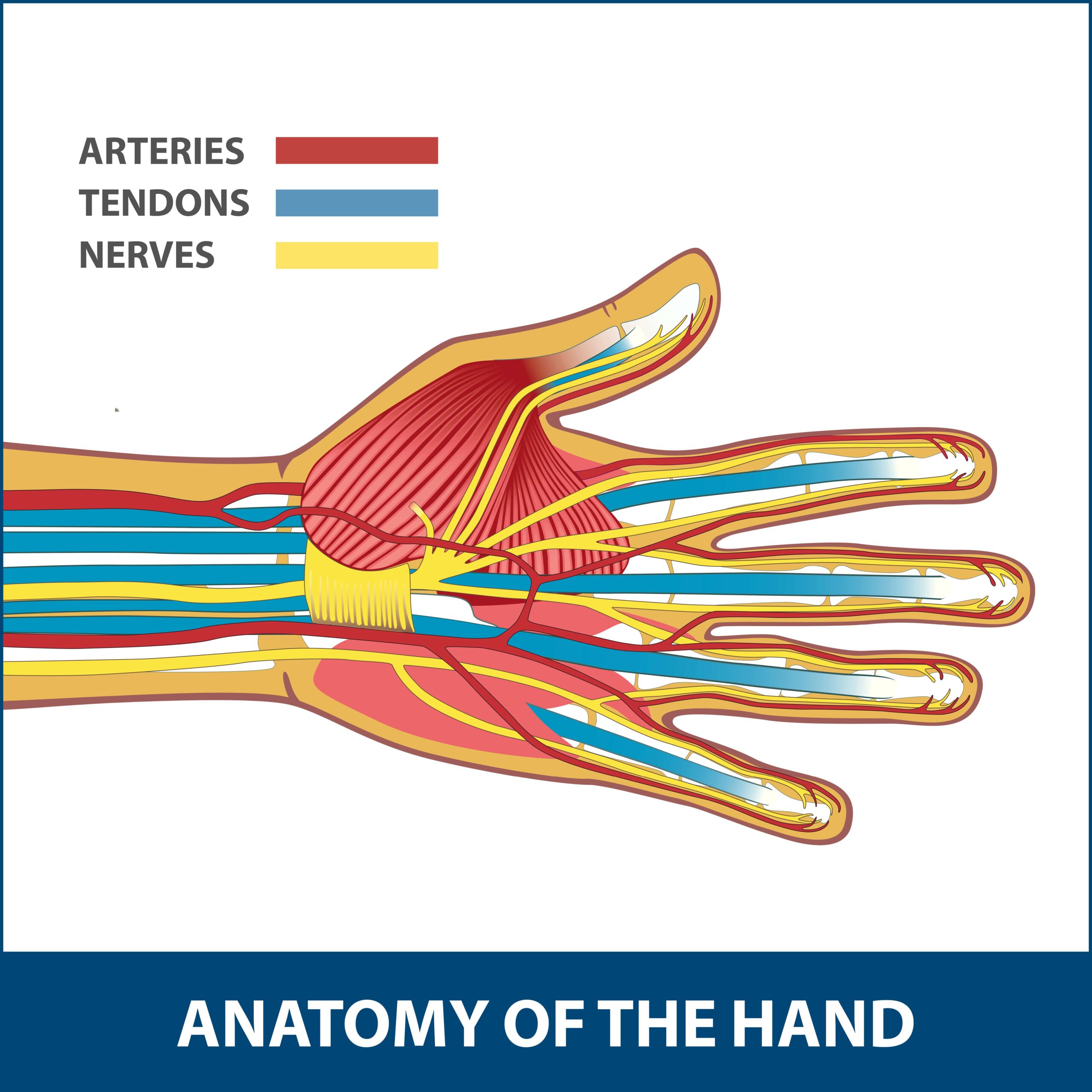 Revascularization of the Hand