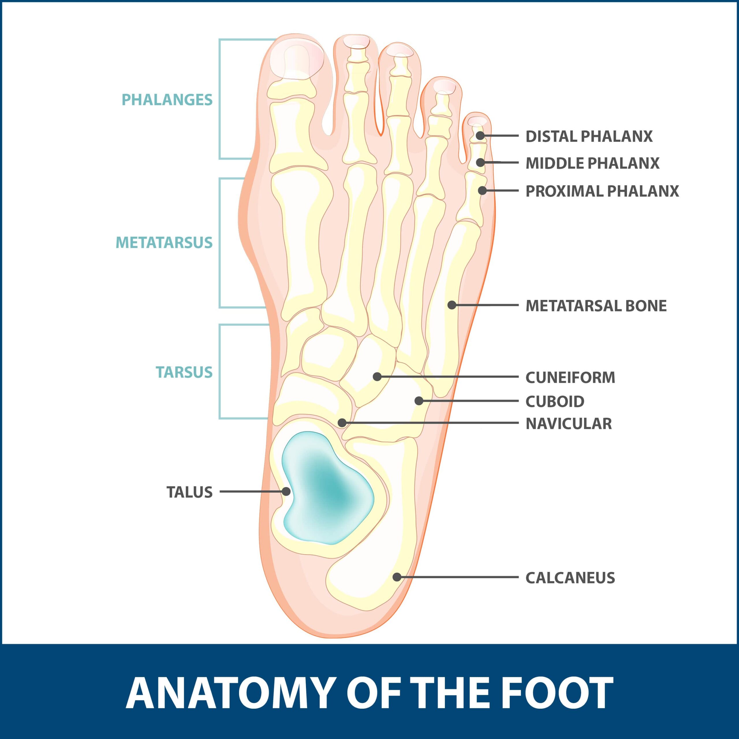 Foot and Toes Anatomy
