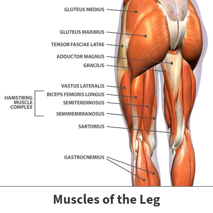 Hamstring Injury Information and Treatments