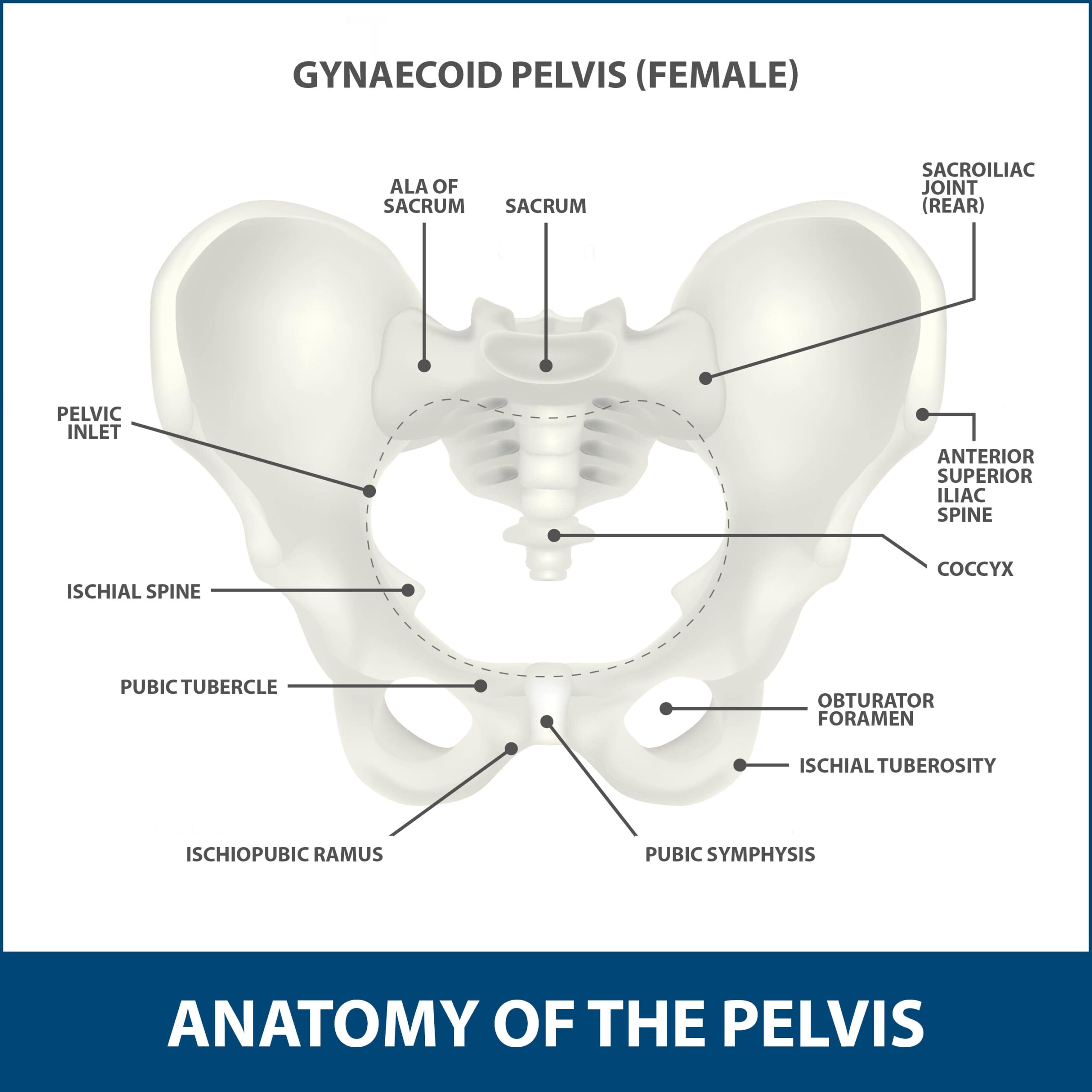 anatomy of the pelvis showing where Sacroiliac Joint Pain Treatment can be performed