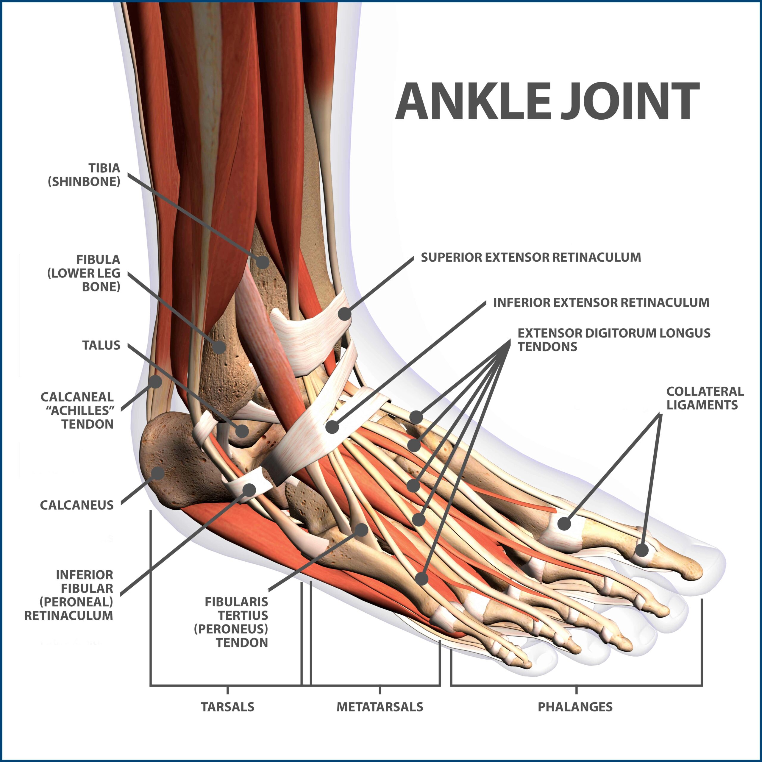 Ankle Joint Anatomy