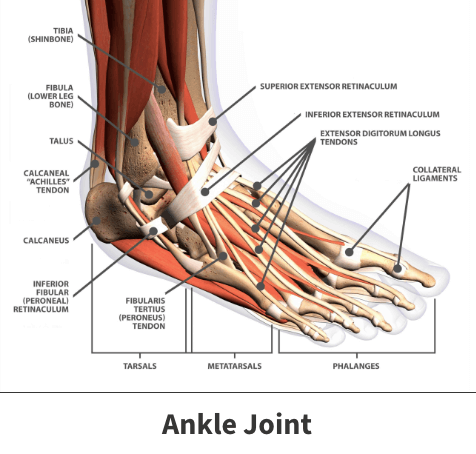 Ankle Joint Anatomy