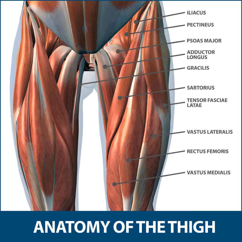 Muscle Strains In The Thigh Florida Orthopaedic Institute