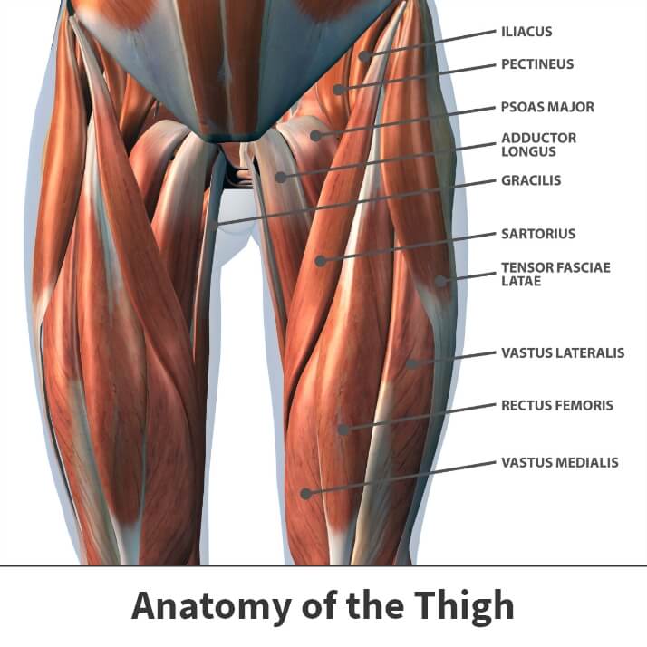 Muscle Strains in the Thigh  Florida Orthopaedic Institute