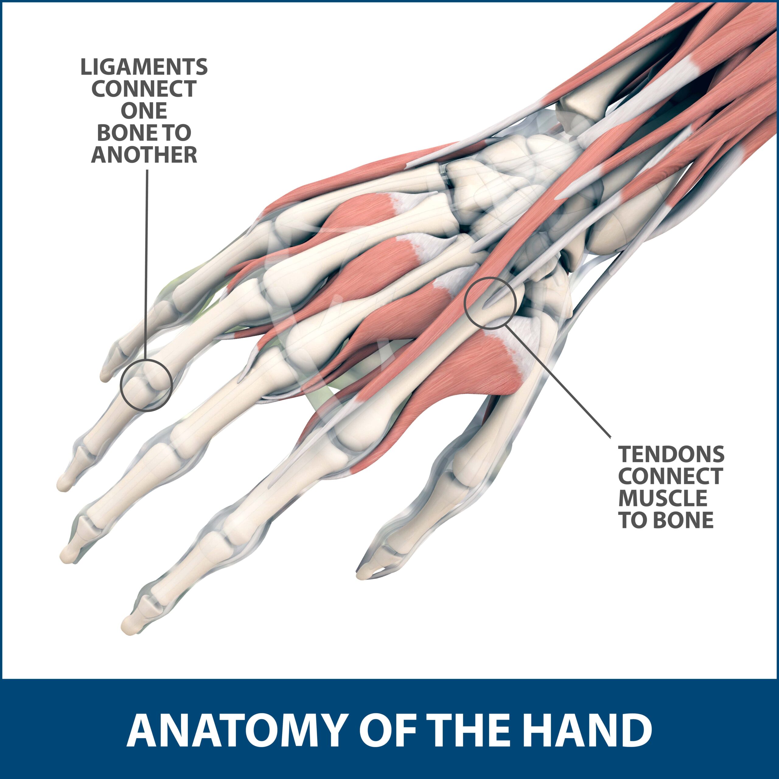 Finger Pain Explained - The Orthopaedic Institute