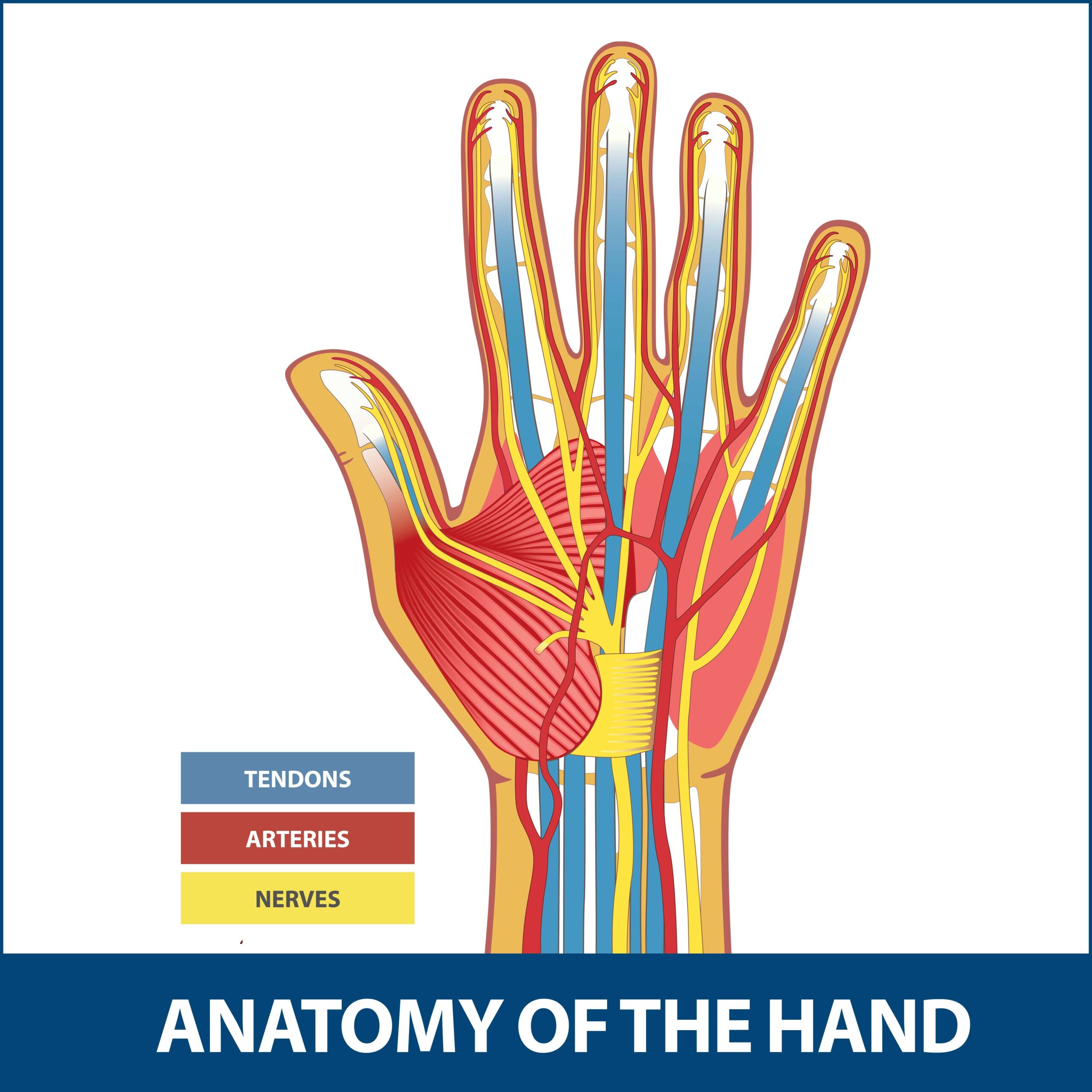 Tendon-Disorders-of-the-Hip-and-Thigh – OrthoPaedia