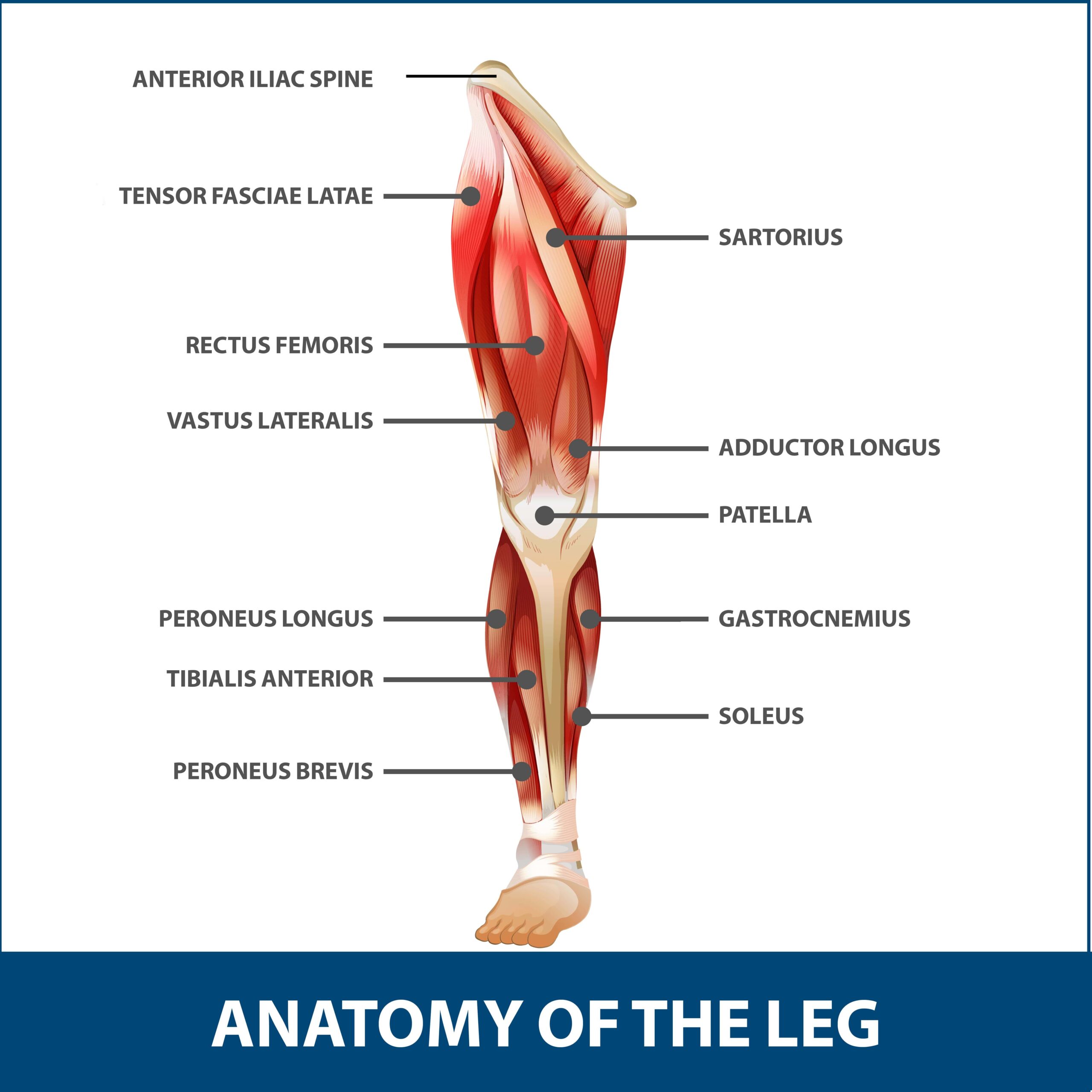 Torn Calf Muscle - Motion Health Centre