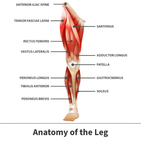 Torn Calf Muscle - Motion Health Centre