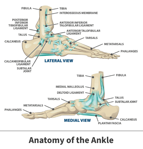 Ankle anatomy diagram