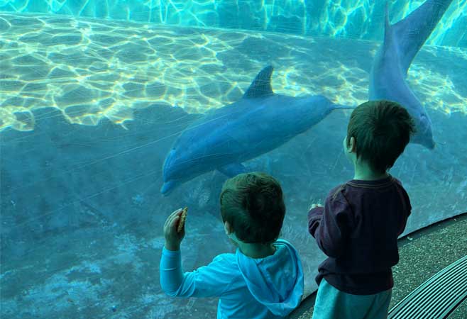 Shannon's kids watching a dolphin in the aquarium