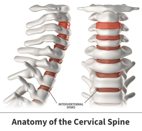 Anatomy of the cervical spine