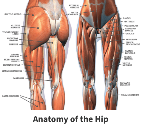 Front and back anatomy of the hip
