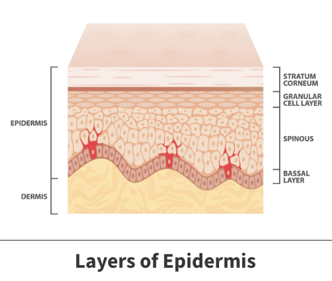 Layers of epidermis diagram